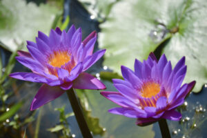 10F13194-AC5E-4EB8-82CB-1FE47923FE68_1_201_a 10F13194-AC5E-4EB8-82CB-1FE47923FE68_1_201_a