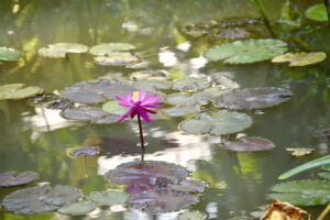 26BE363E-BB2A-4D4D-AE27-FDEF71C9B914_1_201_a 26BE363E-BB2A-4D4D-AE27-FDEF71C9B914_1_201_a