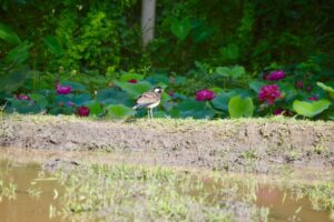 2B6D056D-C360-40A5-8991-CD26B8139524_1_201_a 2B6D056D-C360-40A5-8991-CD26B8139524_1_201_a