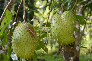 2C039AA9-B653-414B-85C2-6006ABDA67E2_1_201_a 2C039AA9-B653-414B-85C2-6006ABDA67E2_1_201_a