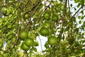 493193447_1315017510111876_2033571261885560472_n 493193447_1315017510111876_2033571261885560472_n