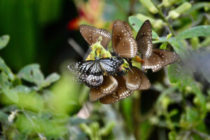 6E93CAE7-8A6A-4545-97E9-74DB3C7C6991_1_201_a 6E93CAE7-8A6A-4545-97E9-74DB3C7C6991_1_201_a