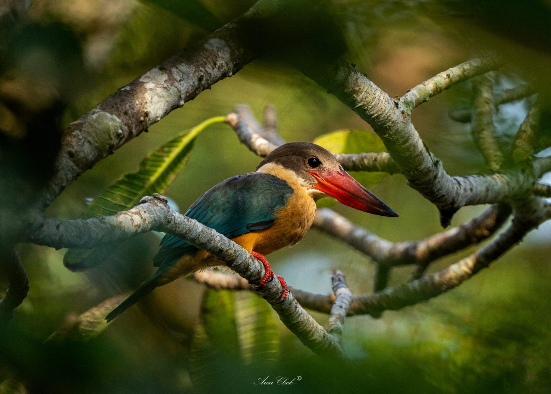 F1ED51A1-4DCD-498D-B5D3-89146B1EB96F