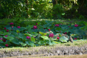 F8E6C553-2856-4CC6-A504-858127D196E0_1_201_a F8E6C553-2856-4CC6-A504-858127D196E0_1_201_a